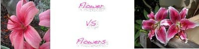 flowvflowers